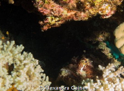 Scorpion Fish hiding under coral by Alexandra Caine 